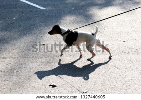 a small dog with a shadow on the asphalt