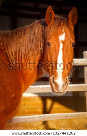 Beautiful up close portrait of a chestnut colored mare's head standing in direct light.  