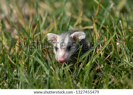 Baby opossum seen in the wild in North California