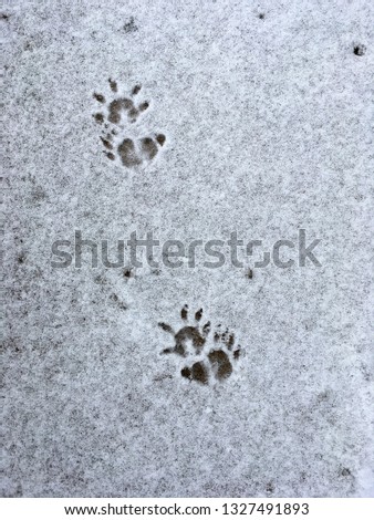 Opossum Footprints in Snow 