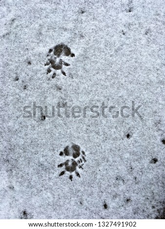 Opossum Footprints in Snow 