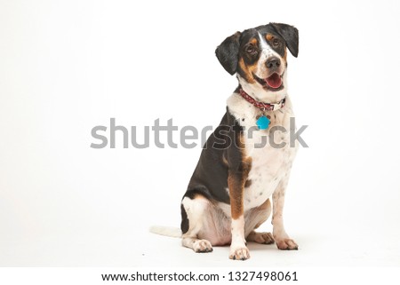 dog portrait a beagle mix dog isolated on white Royalty-Free Stock Photo #1327498061