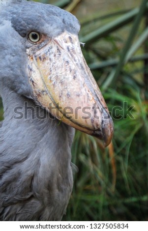 The shoebill (Balaeniceps rex) also known as whalehead, is a very large stork-like bird. Natural environment with green background. Detail picture of animal. 