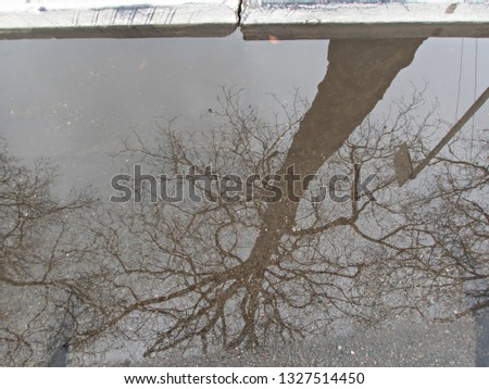 Big Tree Reflected in Water by the Curb