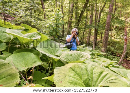 The North Caucasus is an attractive place for tourists. Magnificent deciduous forest at the bottom of a deep gorge covered with dense vegetation. The photographer photographs the unique surrounding na