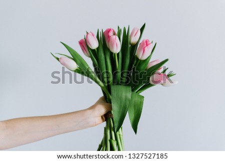 Tulips in the hands of a woman close-up on a white wall background.