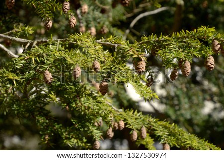 branches with many cones of a young coast redwood tree macro shot, evergreen sequoia sempervirens tree with new shoots and cones in early spring