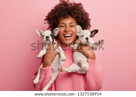 Trendy pet concept. Satisfied dark skinned girl carries two small puppies near face, brings them to veterian clinic, wears pink sweater, isolated over rosy background, expresses sincere emotions