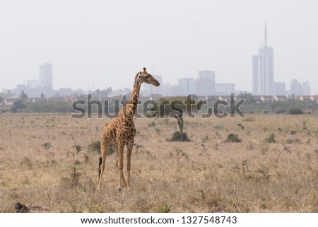 a giraffe in front of the african city of Nairobi