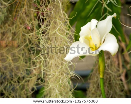 Beautyful flower - Orchids or Miltonopsis, lycaste virginalis alba. on green background for desktop, wallpaper, postcard. Copy space for design and text.  Decorative plants for gardening, greenhouse.