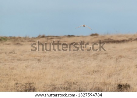 Flying Wild Barn Owl hunting at sunset  in natural habitat in Yorkshire, UK