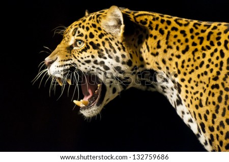 Roaring Adult Female Jaguar over black background