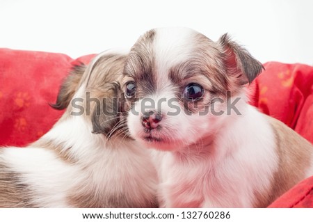 adorable Chihuahua puppy in red pet bed looking at camera on white background