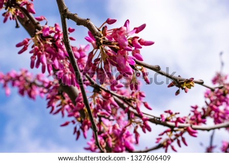 Blooming Cersis, blooming Judah tree against the blue sky, a beautiful pink-blue floral background.