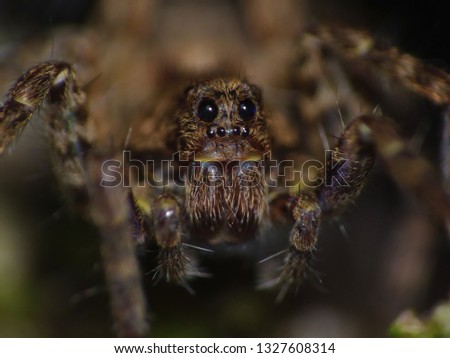 Close up macro shot of a Tegenaria Gigantean or Giant House Spider photo tanek in the United Kingdom
