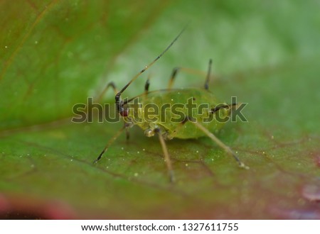 Close up macro shot of a small green aphid on a rose leaf. photo taken in the United Kingdom.