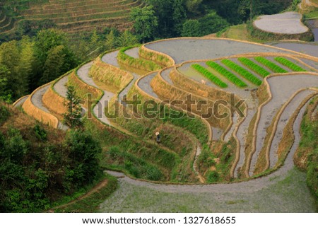Longsheng Rice Terraces, Longji Rice Terrace (Dragons Backbone) in Longsheng County - Guangxi Province, China. Layered Irrigated Terraces filled with water, new seasonal crop. Chinese Landscape