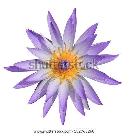 Top view purple water lilly on white background