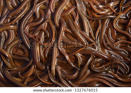 this pic show the Swamp eels or Paddy eels in the tank, it is has scientific name Monopterus albus, Aquaculture and aquatic animal background concept