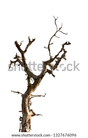 Dead branches of a tree.Dry tree branch.Part of single old and dead tree on white background.Dry wooden stick from the forest isolated .