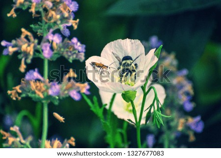 Wild flower of white and purple with Bee  gathering nectar 