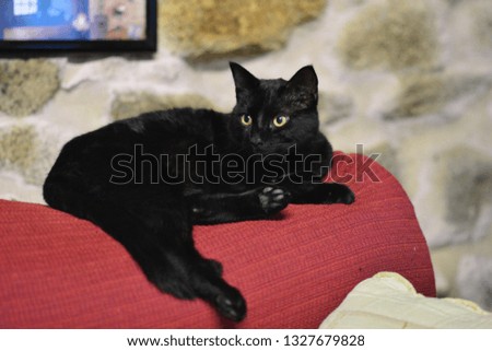 Black cat lying in a comfortable sofa