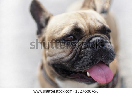 Close up of face french bulldog, Selective focus on nose, blurred for background and free space for text.                               