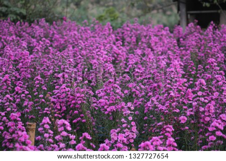 Purple michaelmas daisies field
