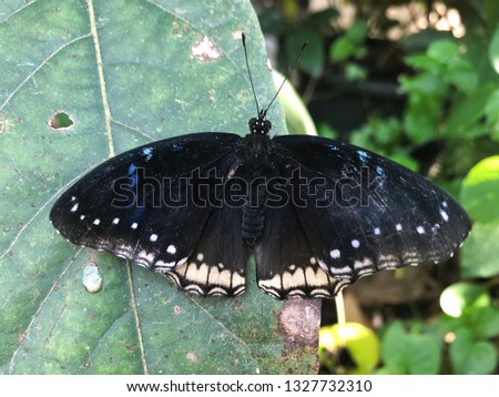 closeup on green leaves in nature Blue Moon butterfly,also known as the great eggflys and common eggfly.