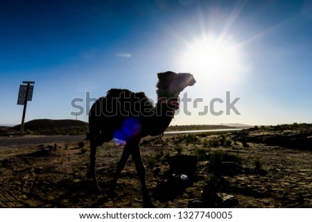 camel in the desert, beautiful photo digital picture