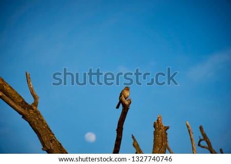 Little bird with a full moon rise in the background.