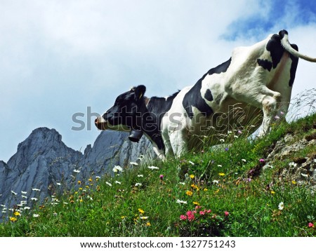 Cows on the pastures of the slopes of Alpstein mountain range and of the river Thur valley - Cantons of St. Gallen and Appenzell Innerrhoden, Switzerland