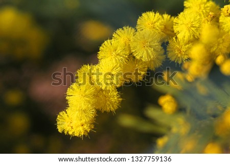 mimosa flowers or acacia dealbata in bloom symbol or logo for International Women’s Day on March 8 close up also known as the sensitive plant, silver wattle or blue wattle, in spring in Italy Royalty-Free Stock Photo #1327759136