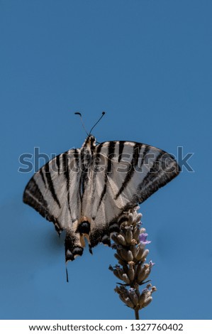 Beautiful butterfly on lavender angustifolia, lavandula in sunlight in herb garden