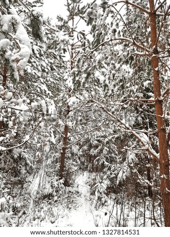
Winter forest with great snow. Branches covered with snow