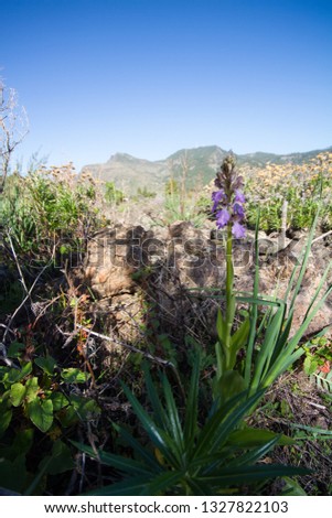 Habit picture of Himantoglossum metlesicsianum, endemic orchid in Tenerife. The plant was first described by Teschner from Tenerife in 1982.