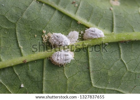 Photo of Pseudococcidae and 
 Aphidoidea on okra leaf Royalty-Free Stock Photo #1327837655
