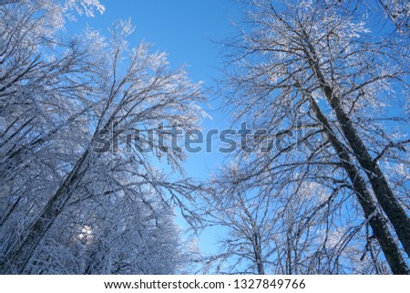 Winter tree in clouds. Mountain snowy idyll.Fantastic winter landscape.