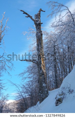 Winter tree in snow. Mountain snowy idyll. Fantastic winter landscape.