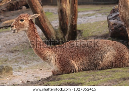 Vicugna (Lama Glama), stay on the ground and looking around