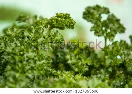 Green parsley leaf background