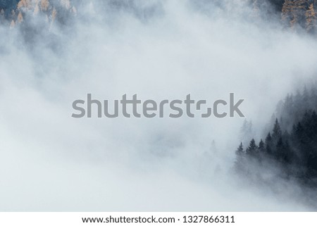 Forest with dense fog in the morning. 