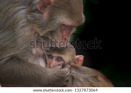 A Mother and Child Monkey Cuddled together with emotions