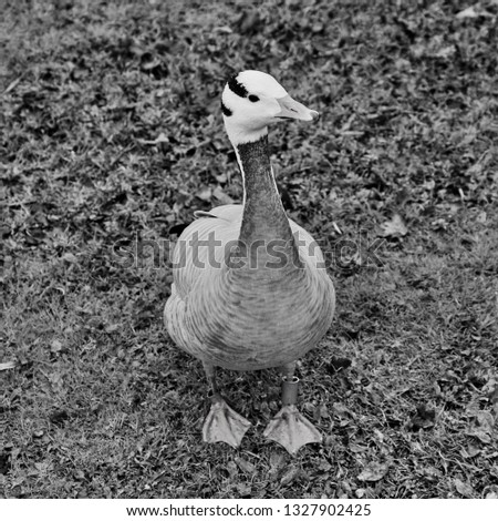A picture of a Bar Headed Goose in monochrome