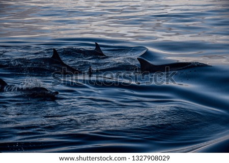 Wild dolphins in group