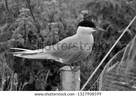 A picture of an Arctic Tern in monochrome