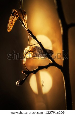 Art photo of a branch with golden leaves and the shadow of a spider in the background.