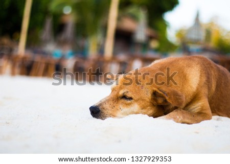 Picture for your concept, Dog are sleeping comfortably. On the white sand beach By the sea is a tourist attraction in Thailand