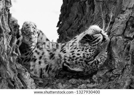 Horizontal black and white closeup of playful female leopard rubs up and stretching in tree in Kgalagadi Africa