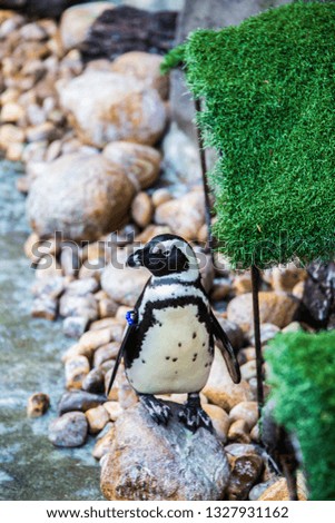 penguin in the zoo